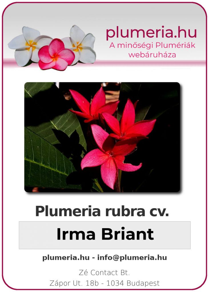 Plumeria rubra "Irma Briant"