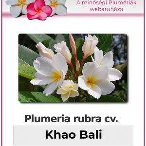 Plumeria rubra - "Khao Bali"