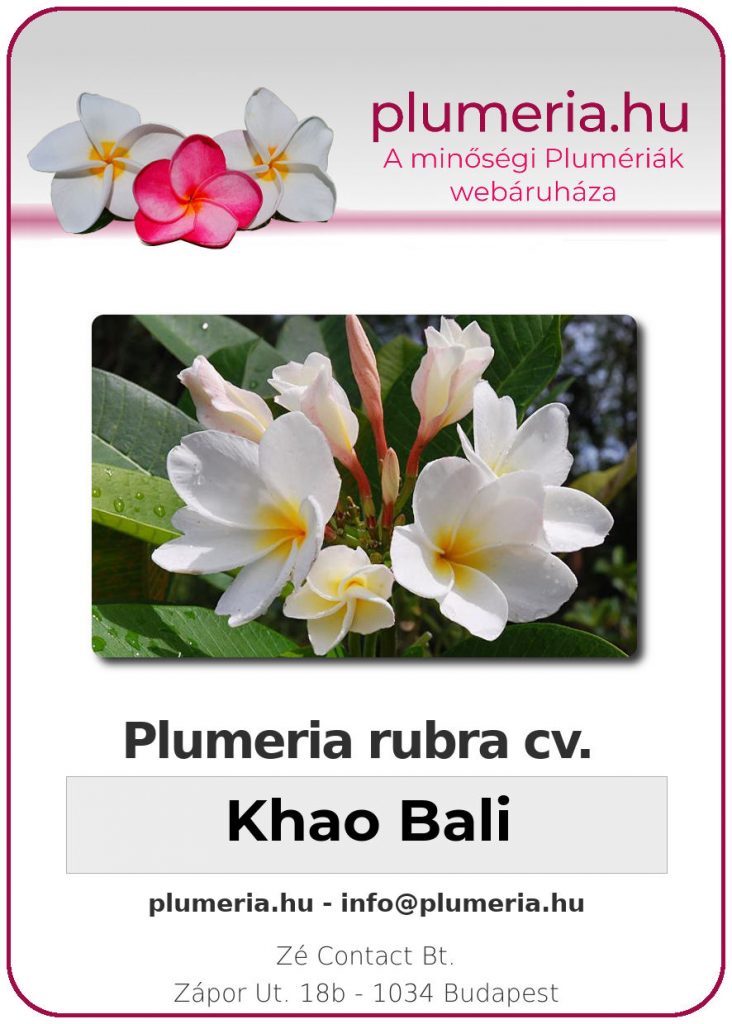 Plumeria rubra "Khao Bali"