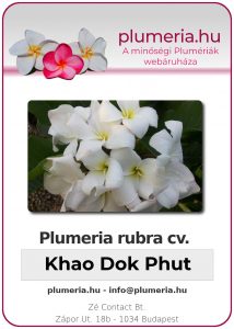 Plumeria rubra - "Khao Dok Phut"