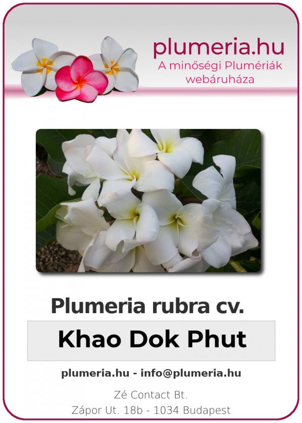 Plumeria rubra - "Khao Dok Phut"