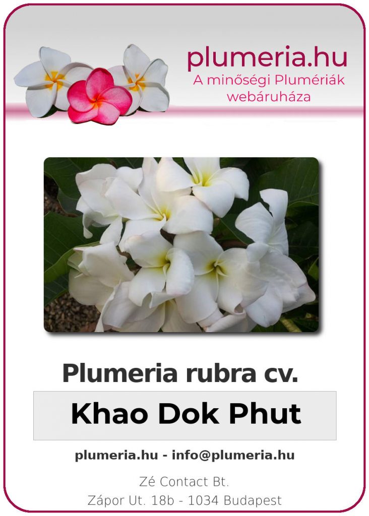 Plumeria rubra "Khao Dok Phut"