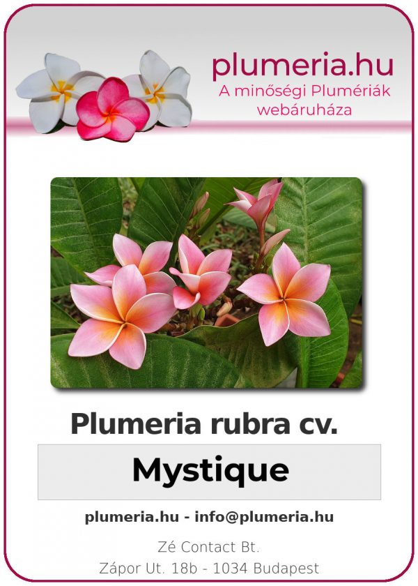 Plumeria rubra - "Mystique"