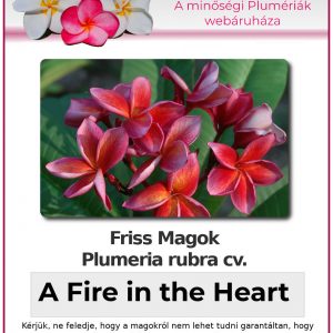 Plumeria rubra - "A Fire in the Heart"