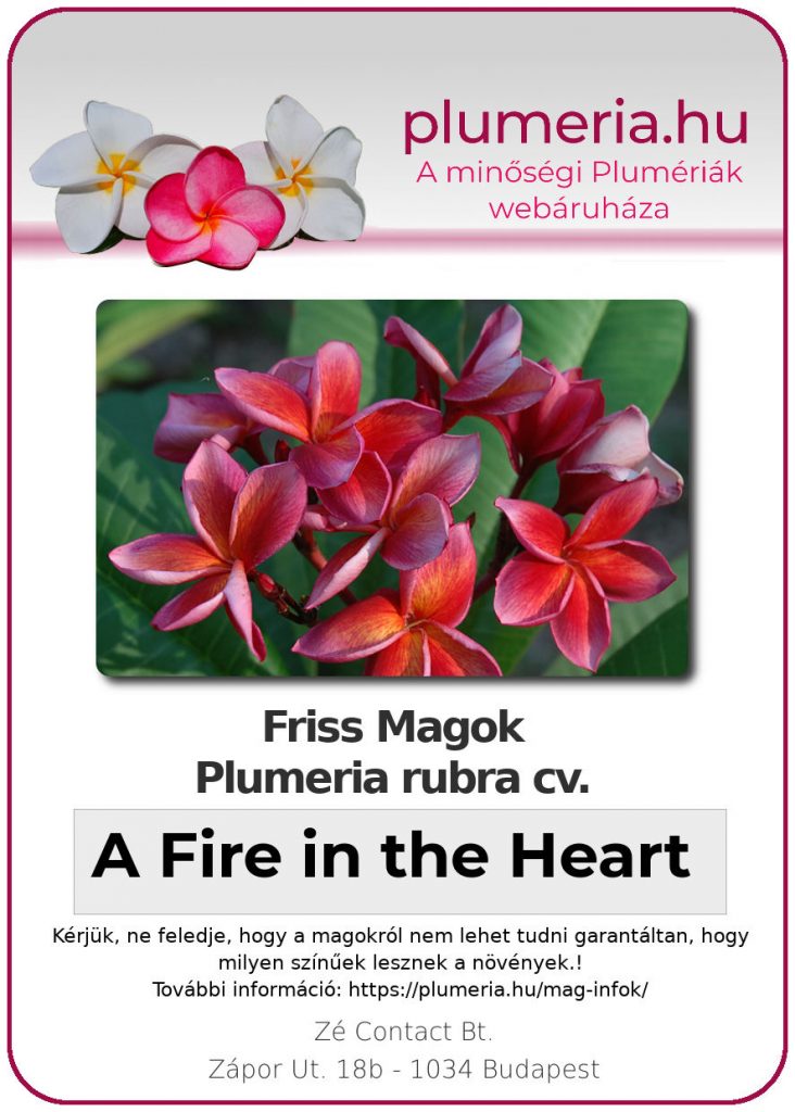 Plumeria rubra "A Fire in the Heart"