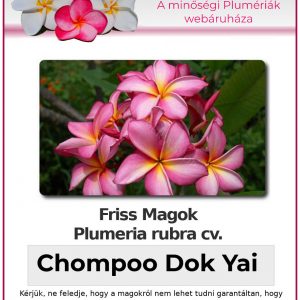 Plumeria rubra - "Chompoo Dok Yai"