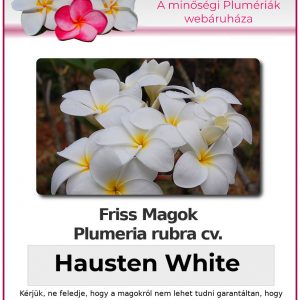 Plumeria rubra - "Hausten White"