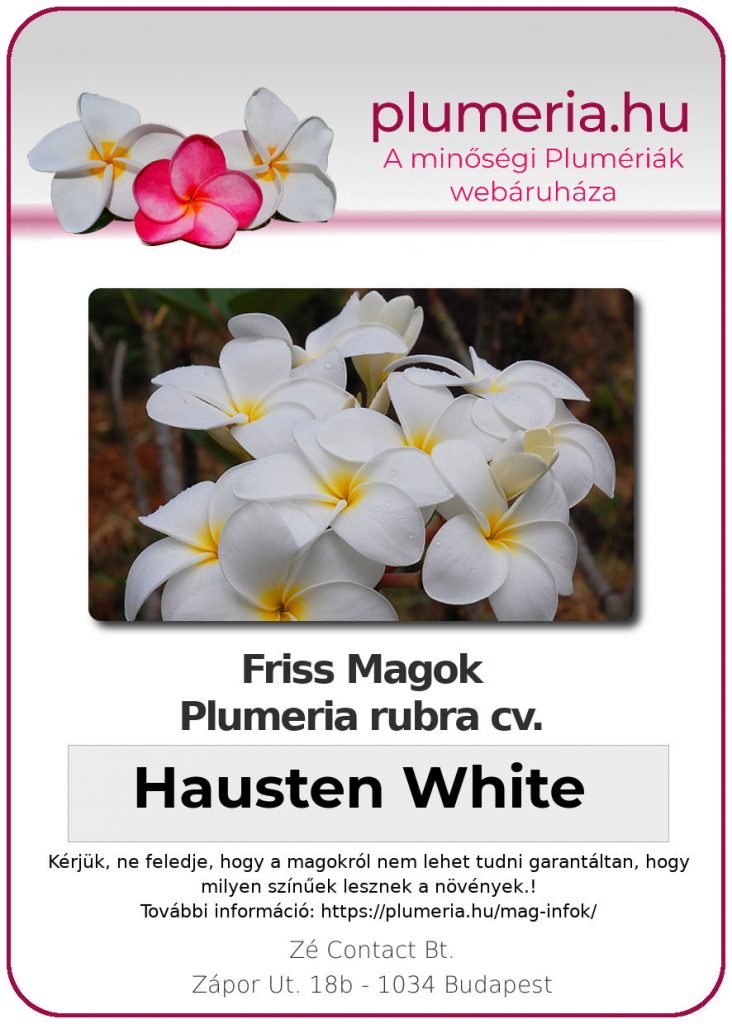 Plumeria rubra "Hausten White"