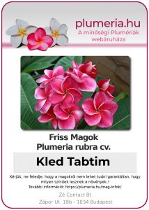 Plumeria rubra - "Kled Tabtim"