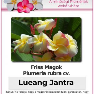 Plumeria rubra - "Lueang Jantra"