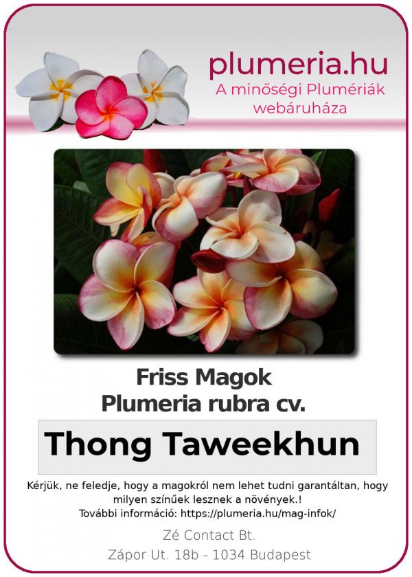 Plumeria rubra - "Thong Taweekhun"