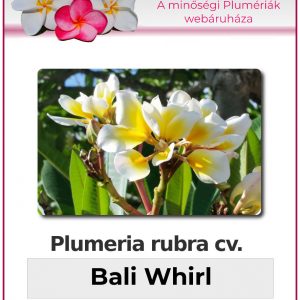 Plumeria rubra - "Bali Whirl"