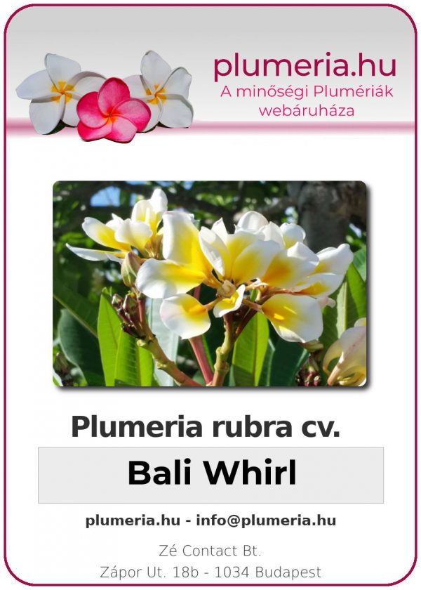 Plumeria rubra - "Bali Whirl"