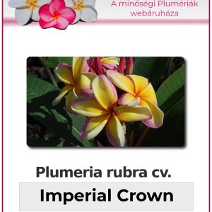Plumeria rubra - "Imperial Crown"
