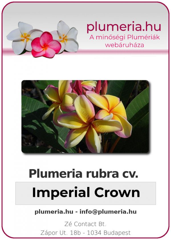 Plumeria rubra - "Imperial Crown"