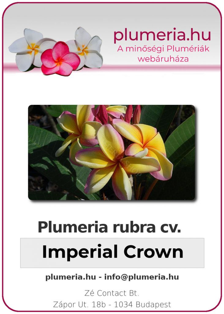 Plumeria rubra "Imperial Crown" - dugvány