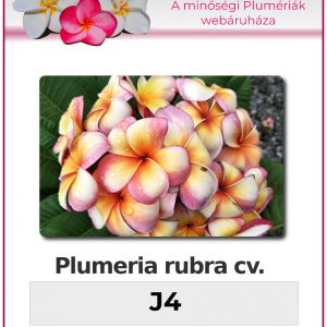 Plumeria rubra - "J4"