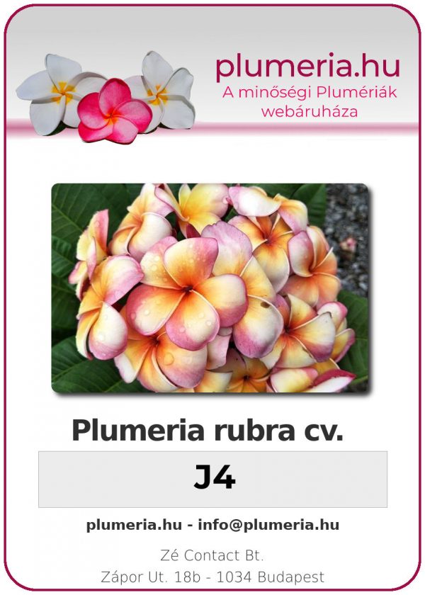 Plumeria rubra - "J4"