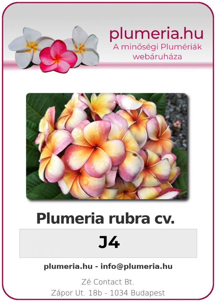 Plumeria rubra "J4" - dugvány