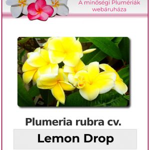 Plumeria rubra - "Lemon Drop"
