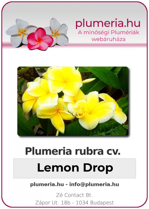 Plumeria rubra - "Lemon Drop"