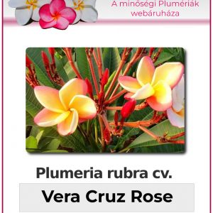 Plumeria rubra - "Vera Cruz Rose"