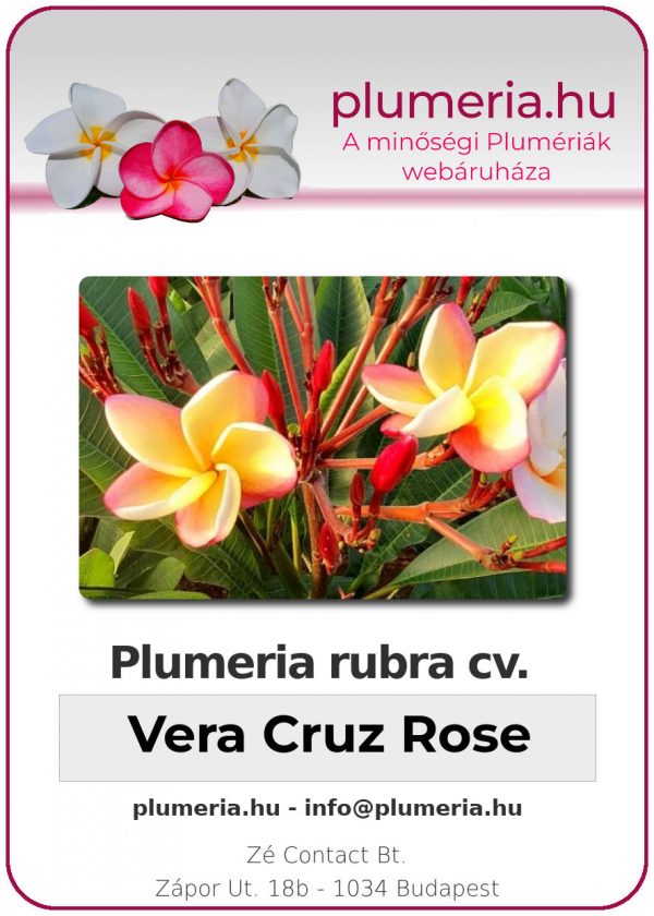 Plumeria rubra - "Vera Cruz Rose"