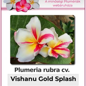 Plumeria rubra - "Vishanu Gold Splash"