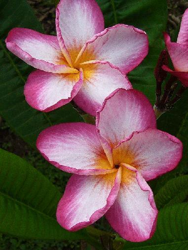 Plumeria rubra "Kazoo"