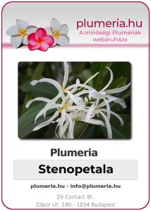 Plumeria - "Stenopetala"
