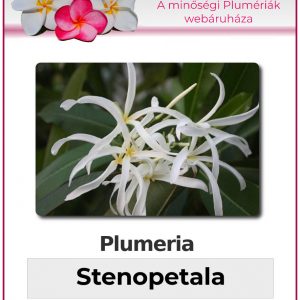 Plumeria - "Stenopetala"