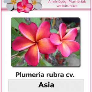 Plumeria rubra - "Asia"