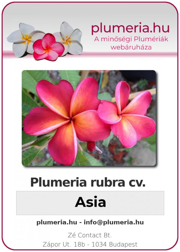 Plumeria rubra - "Asia"