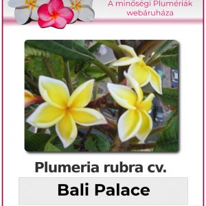 Plumeria rubra - "Bali Palace"