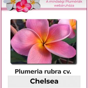 Plumeria rubra - "Chelsea"