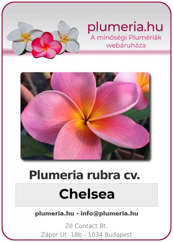 Plumeria rubra - "Chelsea"