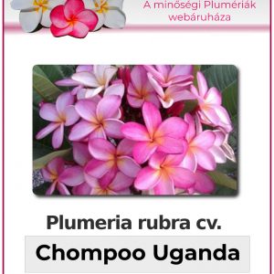 Plumeria rubra - "Chompoo Uganda"