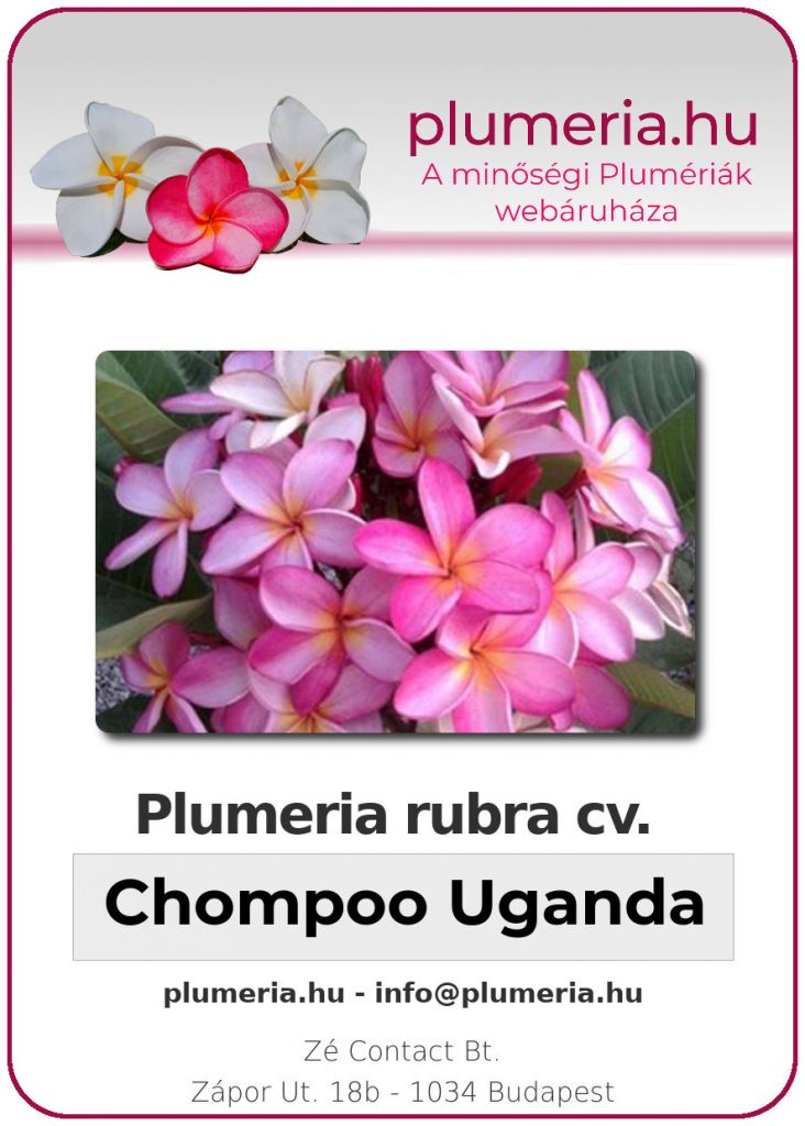 Plumeria rubra "Chompoo Uganda"