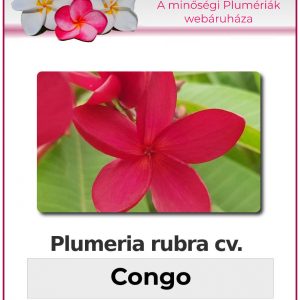 Plumeria rubra - "Congo"