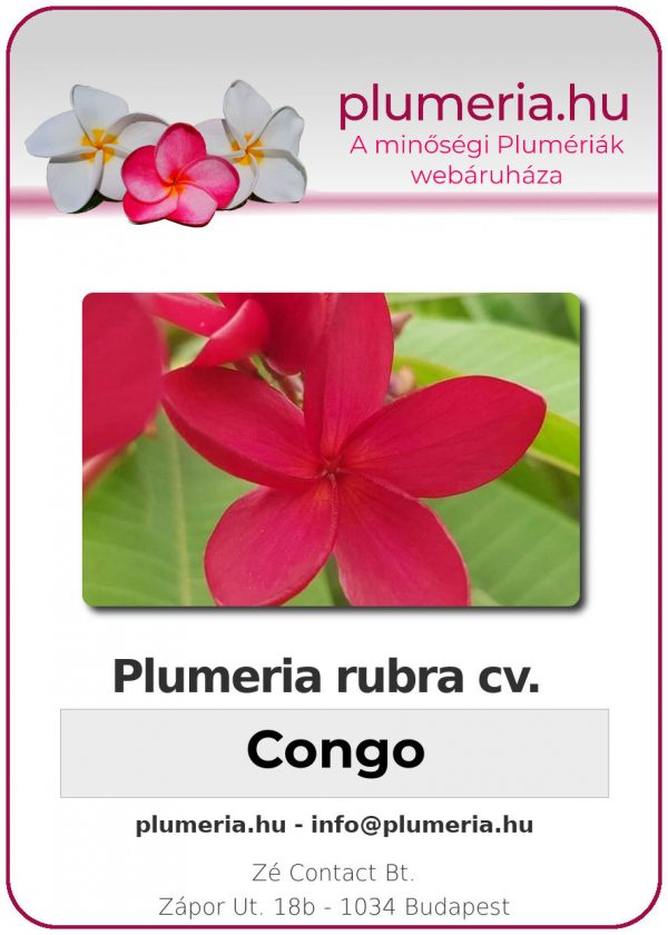 Plumeria rubra - "Congo"