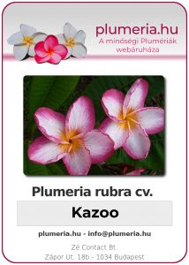 Plumeria rubra - "Kazoo"
