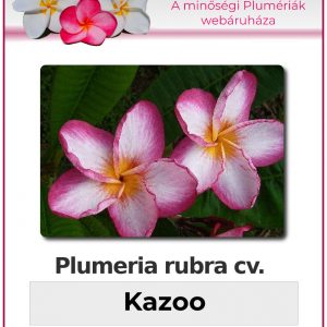 Plumeria rubra - "Kazoo"