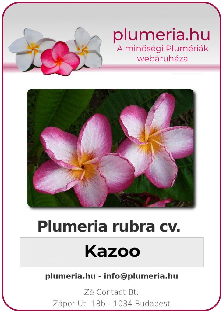 Plumeria rubra "Kazoo"