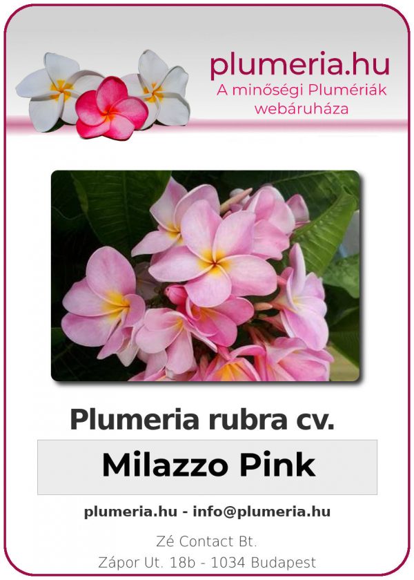 Plumeria rubra - "Milazzo Pink"