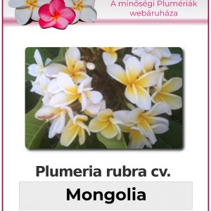 Plumeria rubra - "Mongolia"