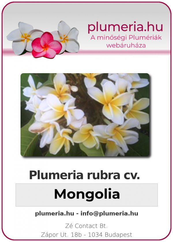 Plumeria rubra - "Mongolia"