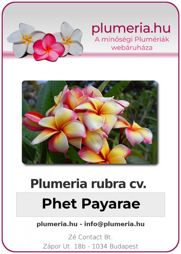Plumeria rubra - "Phet Payarae"