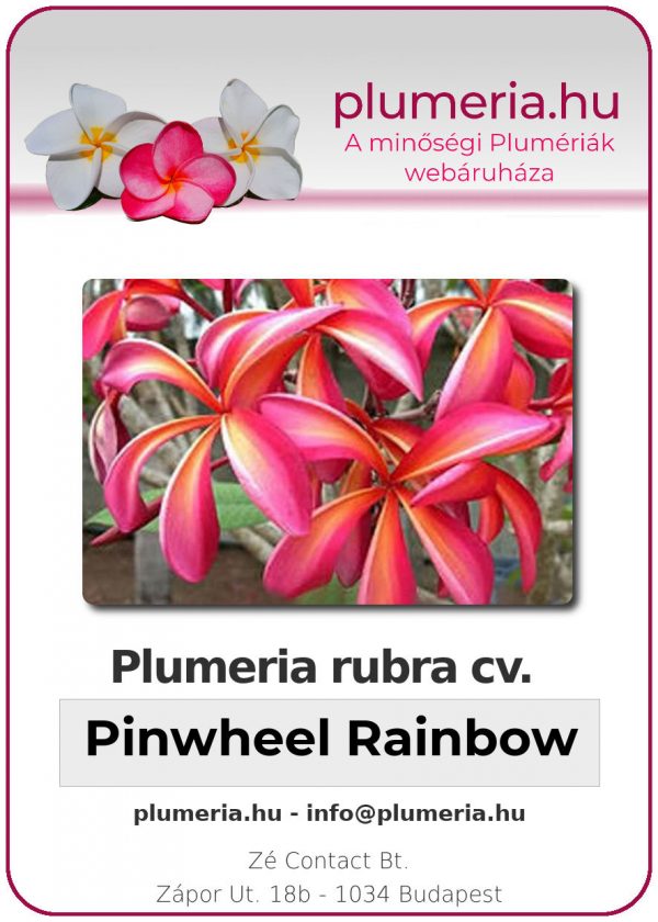 Plumeria rubra - "Pinwheel Rainbow" aka "Teresa Wilder"