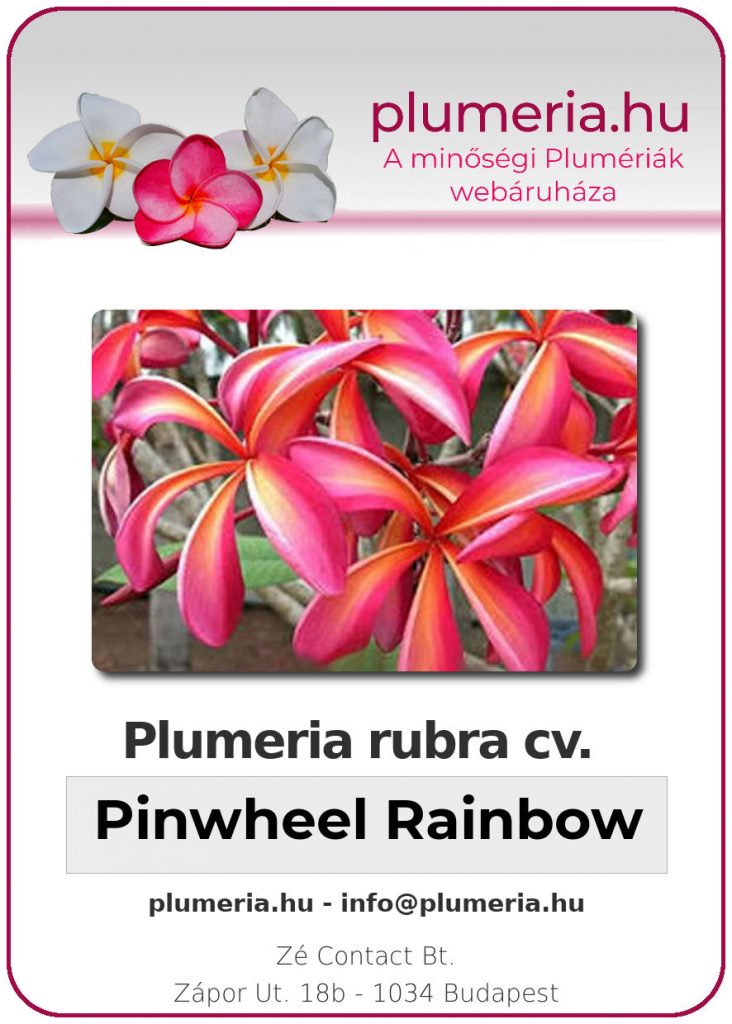 Plumeria rubra "Pinwheel Rainbow" aka "Teresa Wilder" - dugvány
