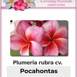Plumeria rubra - "Pocahontas"
